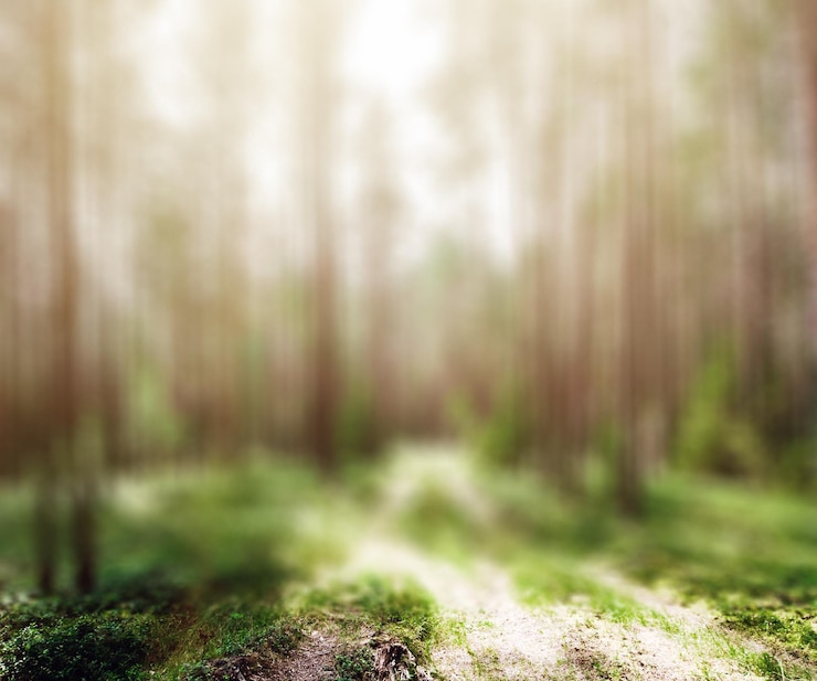 Photo route en forêt d'été fond d'écologie verte