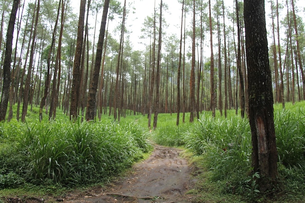 la route de la forêt de pins