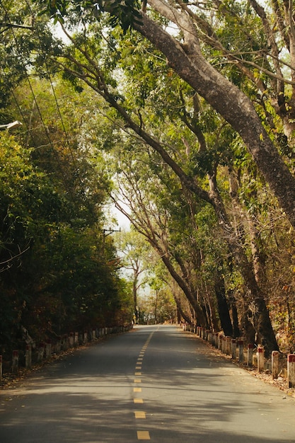 route de la forêt