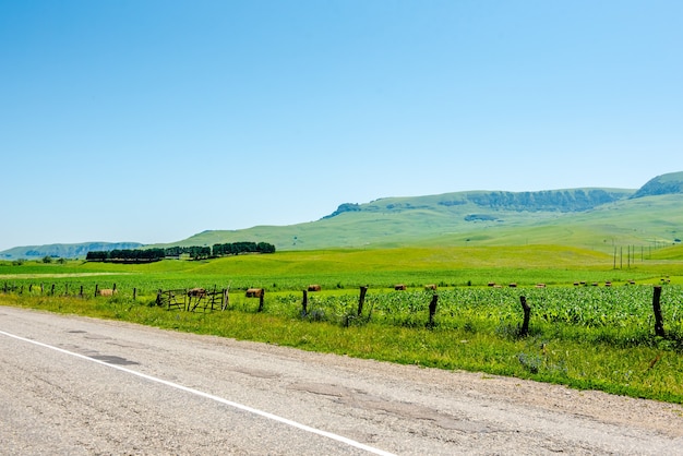 Route goudronnée et champs verts avec des montagnes sous le ciel bleu