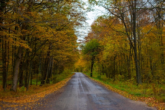 Route goudronnée dans la beauté éblouissante des couleurs d'automne