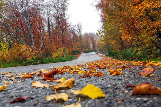 Route goudronnée passant par la forêt colorée d'automne