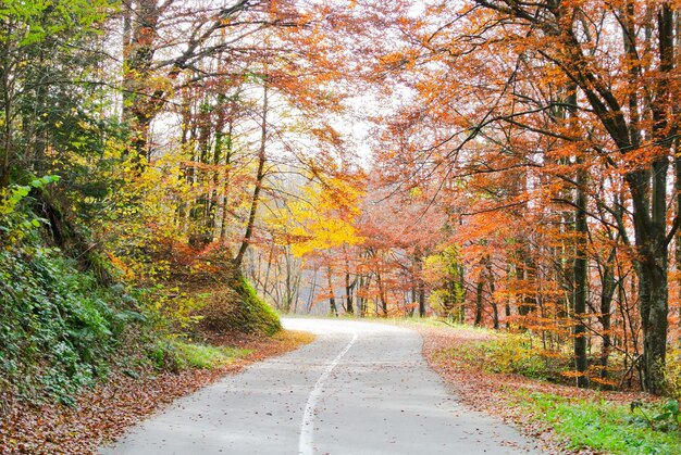 Route goudronnée sinueuse à travers la forêt, arbres aux feuilles colorées jaunes, orange, rouges, marron, vertes