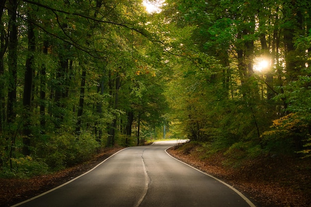 Route goudronnée à travers la forêt d'automne