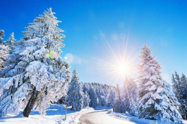 Route d'hiver avec des arbres enneigés aux beaux jours. Beau paysage d'hiver. Effet de lumière parasite