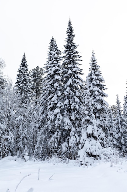 Route d'hiver dans une forêt enneigée, grands arbres le long de la route. Beau paysage d'hiver lumineux.