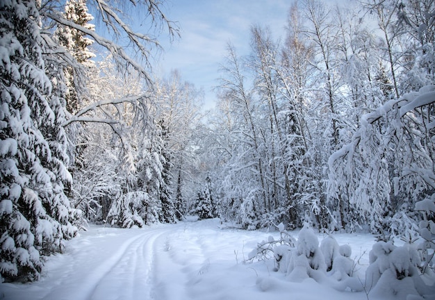 Route d'hiver dans la forêt entourée de congères et d'arbres enneigés Fond d'hiver