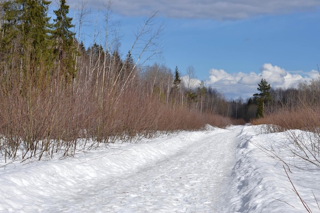 Photo route d'hiver dans la forêt