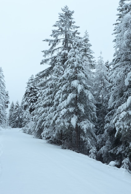 Route d'hiver du col avec arbres enneigés (Autriche, Tyrol)