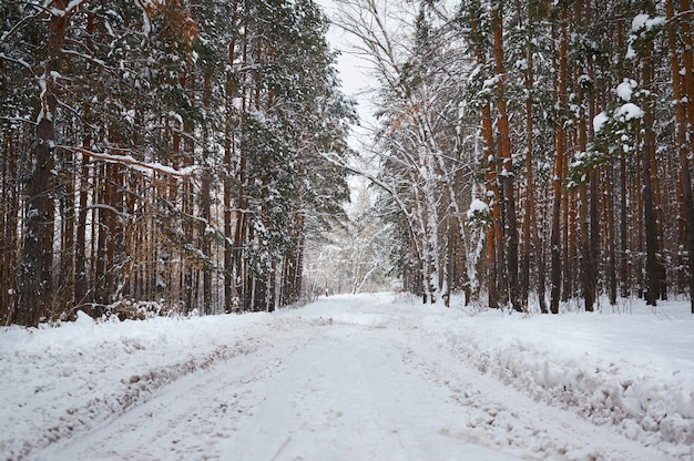 Route en hiver avec forêt enneigée