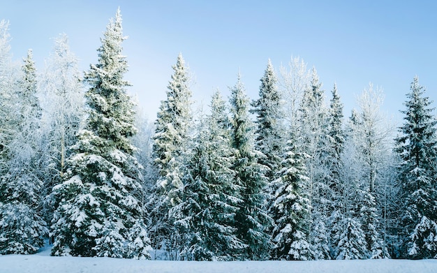 Route d'hiver avec de la neige en Finlande. Paysage de Laponie en Europe. Forêt le long de l'autoroute pendant le trajet. Voyage enneigé. Allée froide. Conduire sur l'autoroute finlandaise au nord du village de Rovaniemi. Vue avec arbre