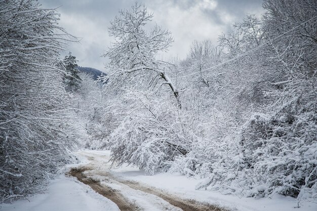 Route d'hiver Route de campagne menant à travers un paysage de montagne d'hiver