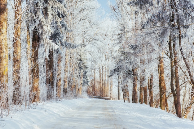 La route d'hiver Scène dramatique. Carpates, Ukraine, Europe.