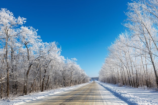 Route d'hiver à travers une forêt enneigée