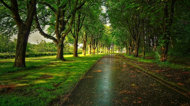 Route humide au milieu des arbres dans le parc