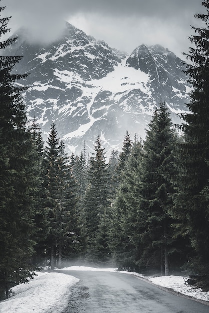 Photo une route incroyablement belle parmi les arbres et une vue sur de puissantes montagnes, une faune incroyable