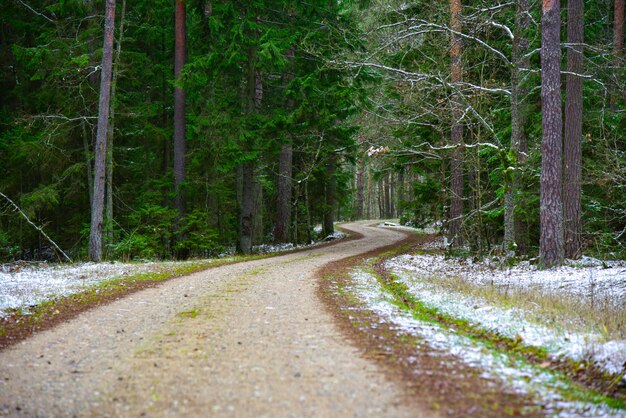 Route incurvée dans la forêt d'hiver