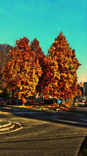 Photo une route le long des arbres