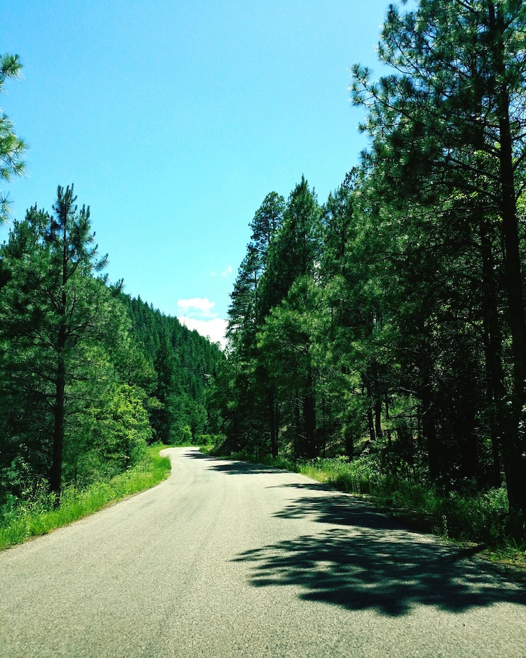 Photo une route le long des arbres