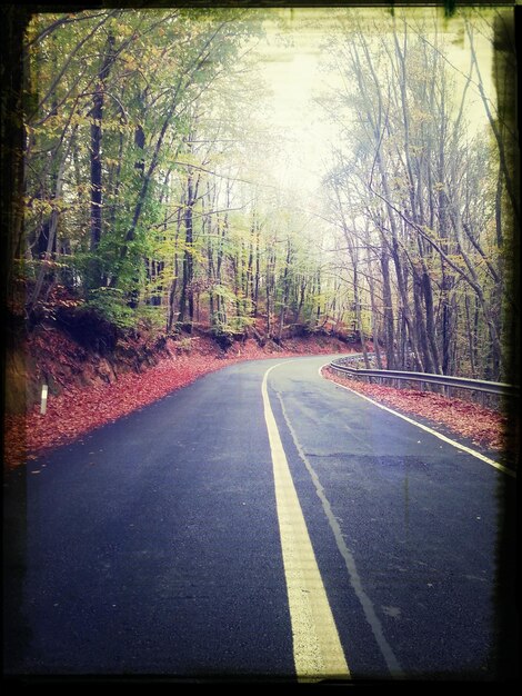 Photo une route le long des arbres