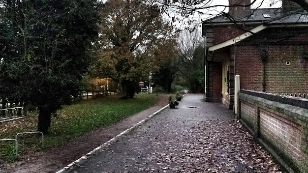 Photo une route le long des arbres