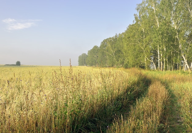 Route le long d'un champ agricole2020