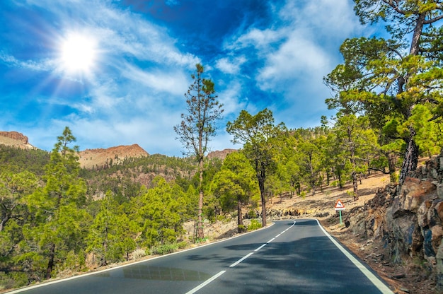 Photo route le long des pins canariens dans le parc naturel de corona forestal te