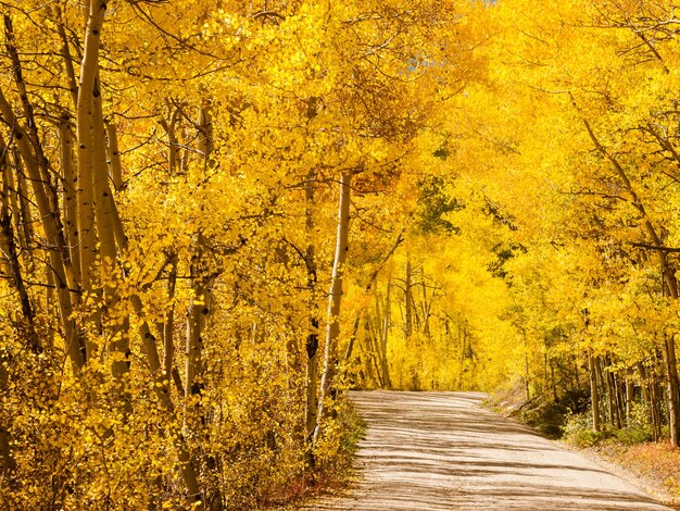 Route de montagne aux beaux jours d'automne sur Boreas Pass, Colorado.