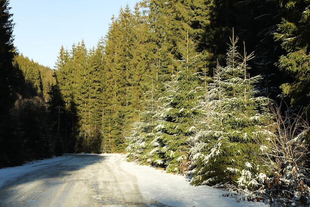 Route de montagne dans la forêt d'épinettes d'hiver en journée ensoleillée