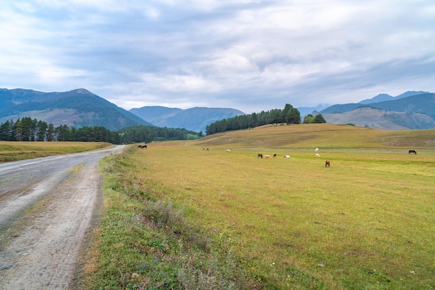 Route de montagne dans le village de haute montagne Tusheti, Omalo. Voyage en Géorgie