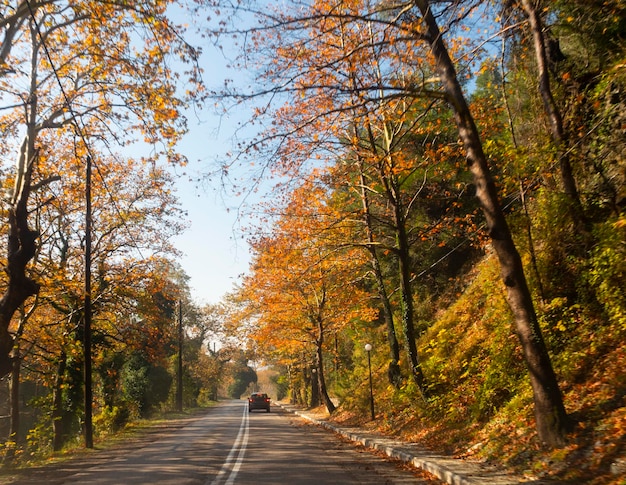 Route de montagne parmi les arbres au feuillage d'automne dans les montagnes Dirfys sur l'île d'Eubée, Grèce