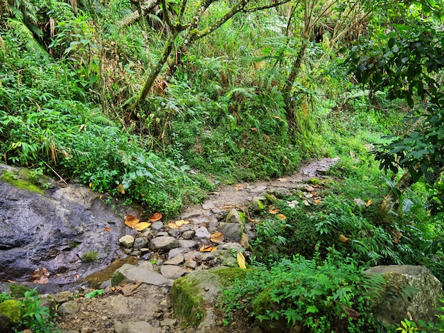 La route sur les montagnes à Banaue, aux Philippines