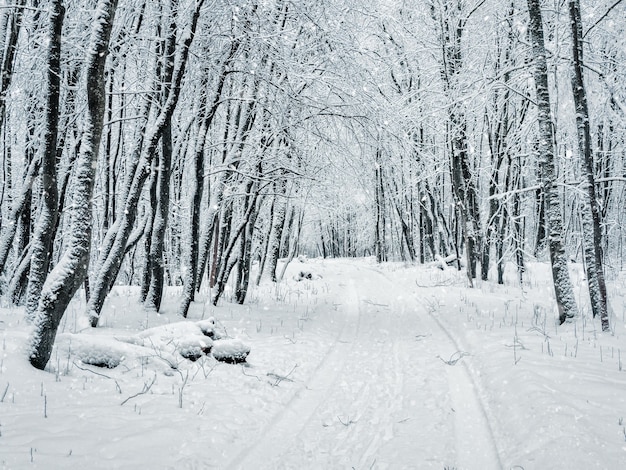 Route de la neige de la forêt d'hiver. Chutes de neige dans la forêt.
