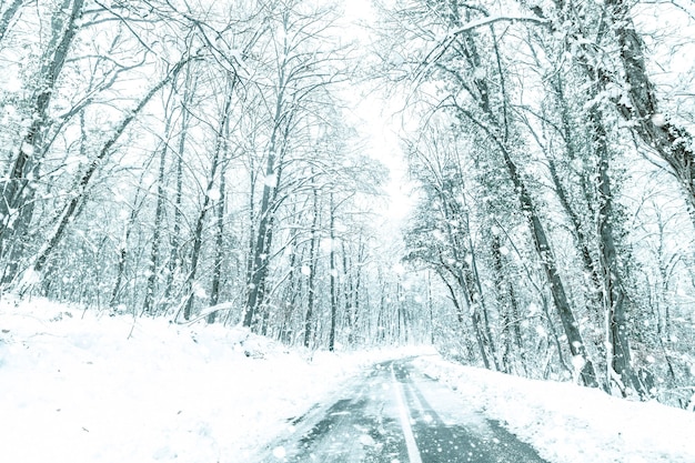 Route de neige de forêt d'hiver. Vue de neige d'hiver de route forestière.