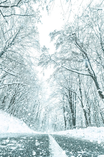 Route de neige de forêt d'hiver. Vue de neige d'hiver de route forestière.