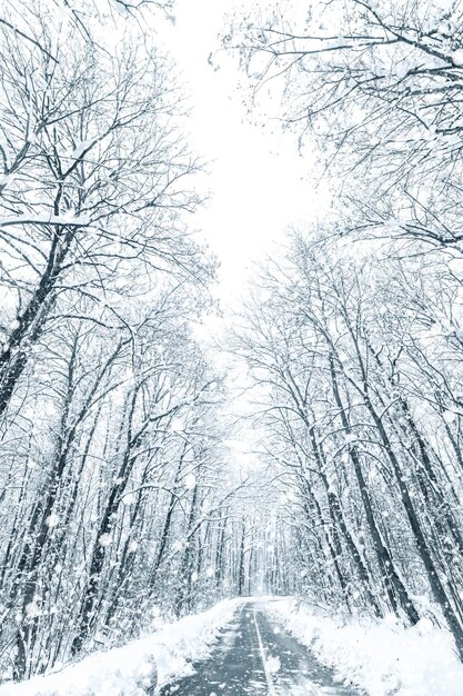 Route de neige de forêt d'hiver. Vue sur la neige d'hiver de la route forestière.