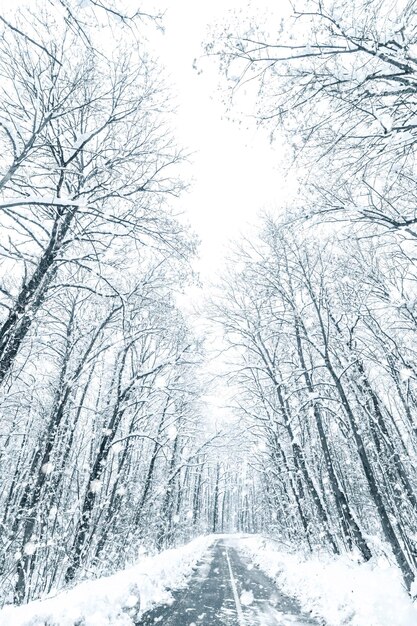 Route De Neige De Forêt D'hiver. Vue Sur La Neige D'hiver De La Route Forestière.