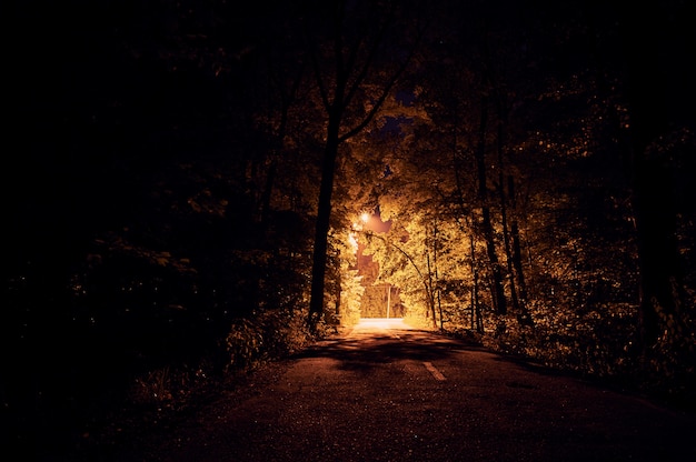 Route de nuit sur forêt sombre. réverbères i