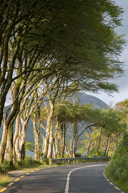 Route ouverte et arbres à Kylemore Lough Lake Connemara National Park Irlande