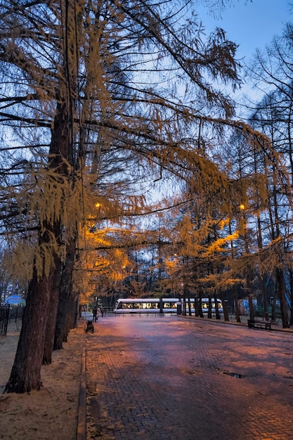 route pavée de carreaux rouges avec de beaux arbres de conifères sur les côtés à la lumière des lanternes