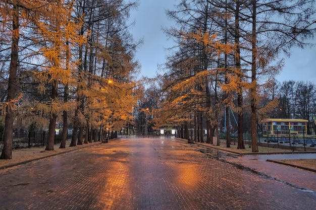 route pavée de carreaux rouges avec de beaux arbres de conifères sur les côtés à la lumière des lanternes
