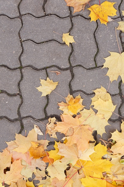 Route pavée avec des feuilles d'érable d'automne jaunies