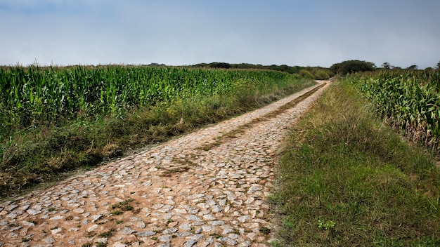 Route pavée de pierre dans les champs de maïs