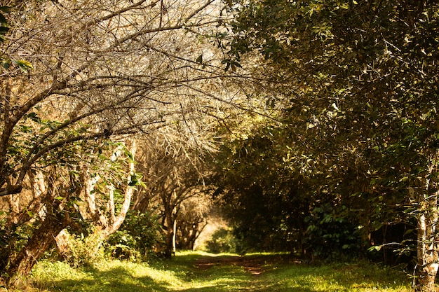 La route de Persimmon Garden sur la colline est couverte d&#39;arbres