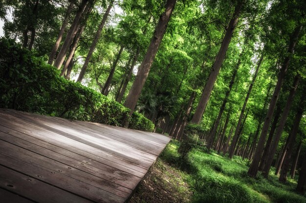 Une route de planches dans les bois