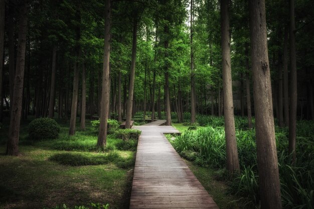 Une route de planches dans les bois