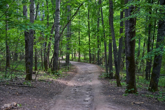 Photo route pour les voitures dans le gros plan de la forêt