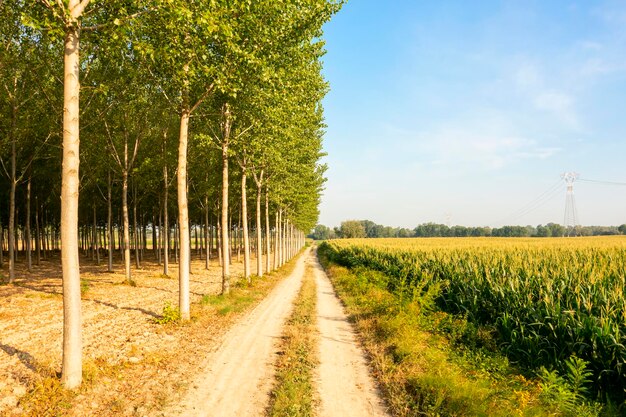 Route poussiéreuse dans la campagne italienne