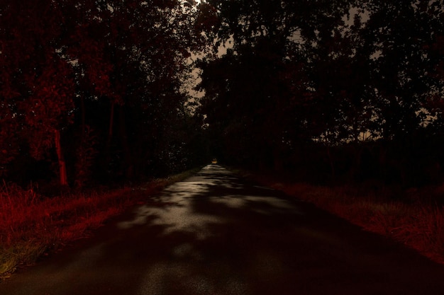 Une route qui passe à travers les arbres