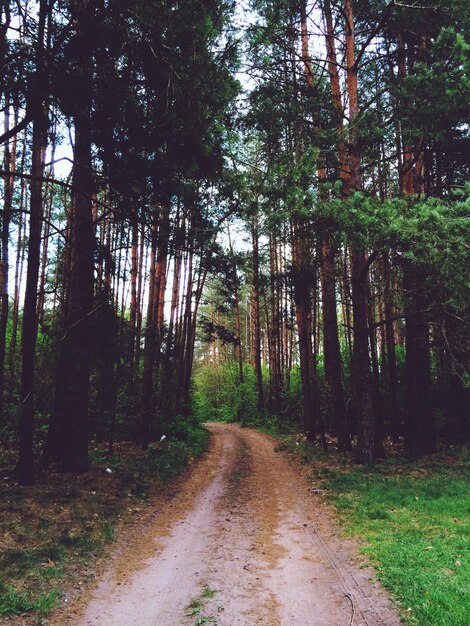 Photo route qui traverse la forêt